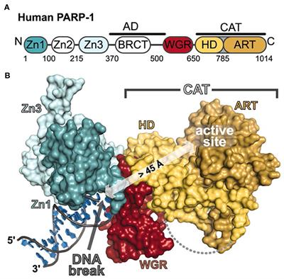 Poly(ADP-Ribose)Polymerase (PARP) Inhibitors and Radiation Therapy